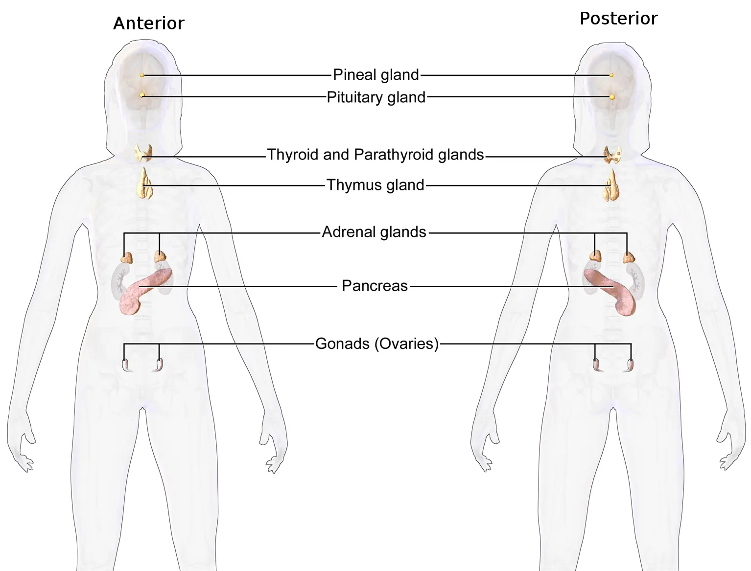 Endocrinologist &#8211; what does he do?