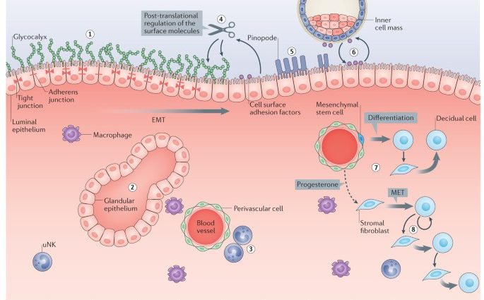 Endometrium &#8211; structure, endometrial cycle, fertilization, diagnostics, diseases [EXPLAINED]