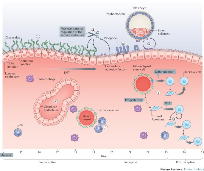 Endometrium - structure, endometrial cycle, fertilization, diagnostics ...