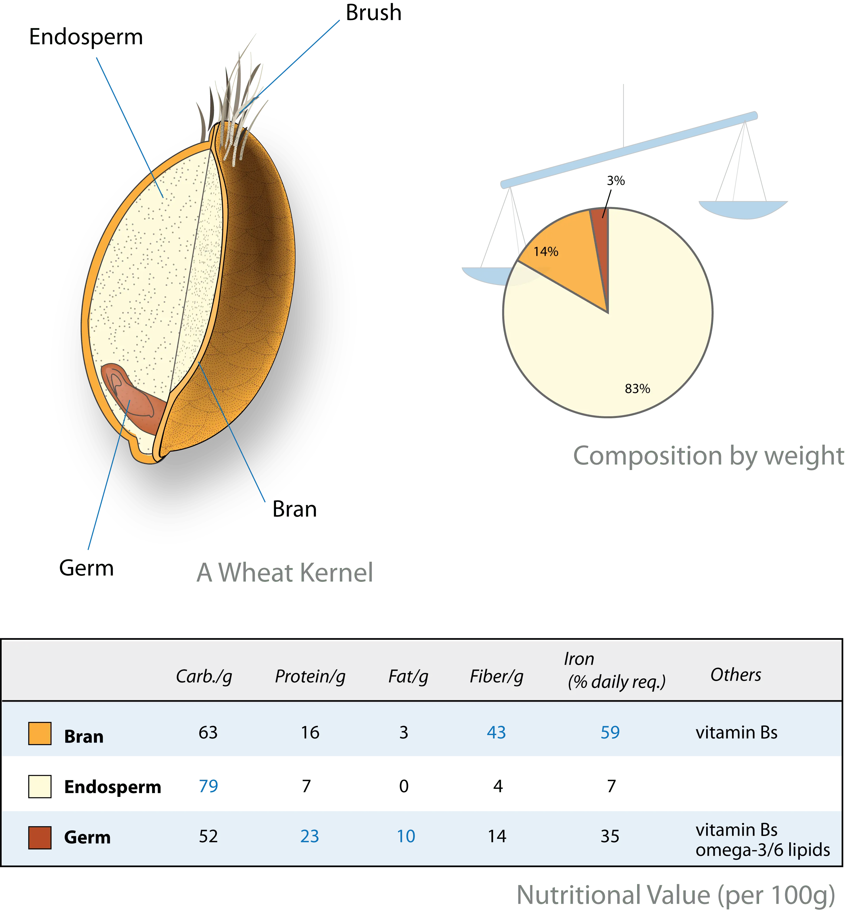 Endosperm &#8211; symptoms, causes, treatment. What is the endosperm?