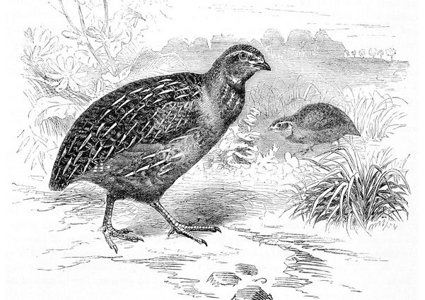 English black and white quail: description + photo 