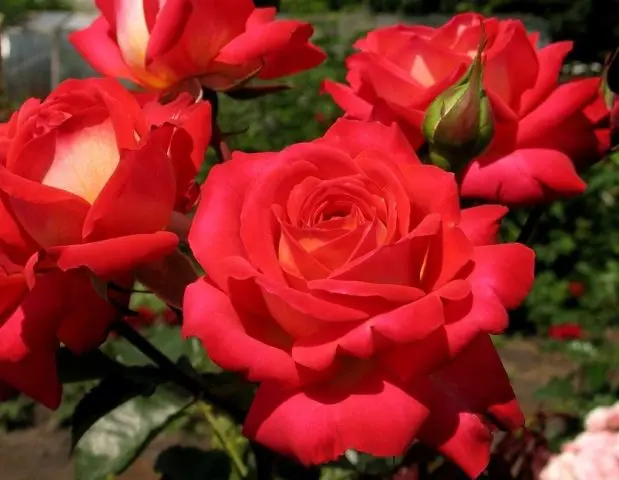 English climbing rose floribunda Midsummer (Midsummer)