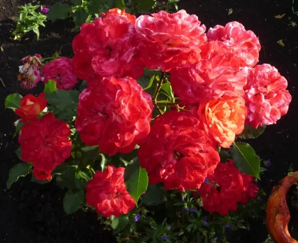 English climbing rose floribunda Midsummer (Midsummer)