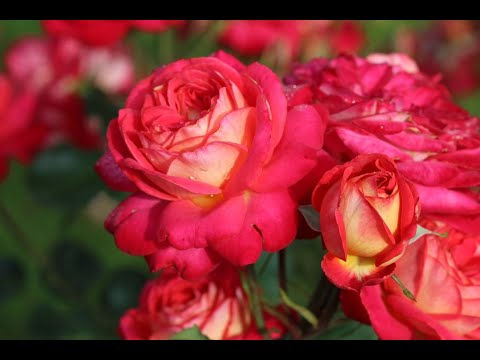 English climbing rose floribunda Midsummer (Midsummer)