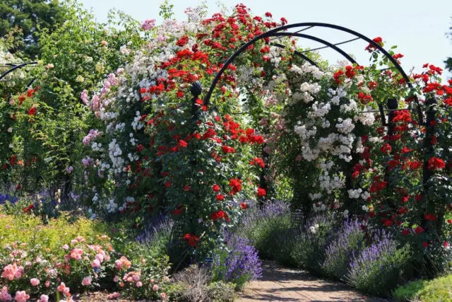 English climbing rose floribunda Midsummer (Midsummer)