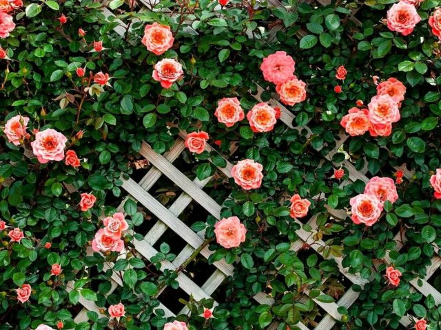 English climbing rose floribunda Midsummer (Midsummer)