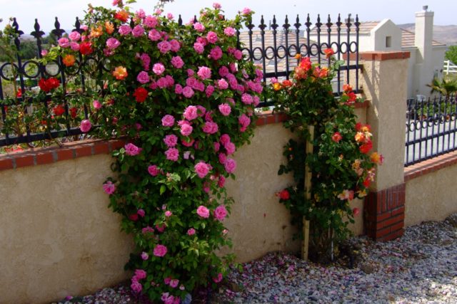 English climbing rose floribunda Midsummer (Midsummer)