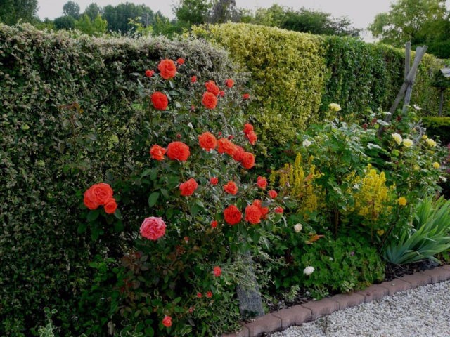 English climbing rose floribunda Midsummer (Midsummer)