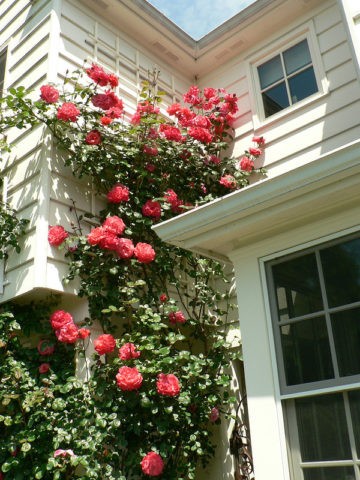 English climbing rose floribunda Midsummer (Midsummer)