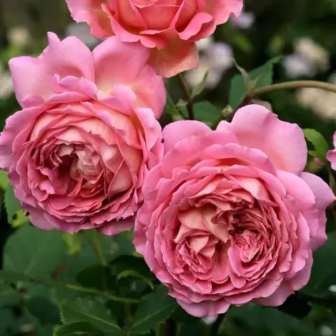 English park rose Austin Boscobel (Boscobel): description, photo, reviews