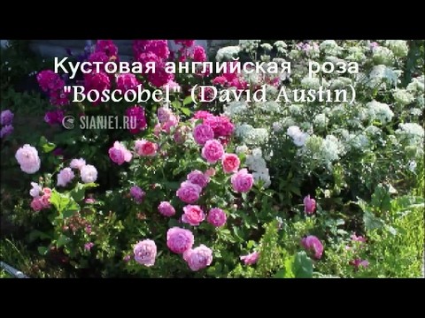 English park rose Austin Boscobel (Boscobel): description, photo, reviews