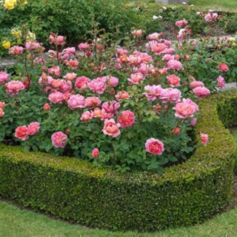 English park rose Austin Boscobel (Boscobel): description, photo, reviews