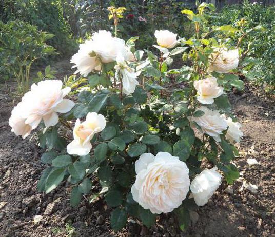 English park rose Austin Crocus Rose (Crocus Rose)