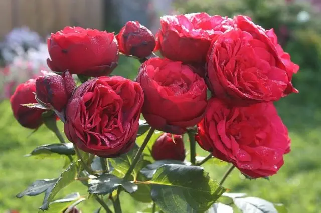 English peony spray rose Red Piano (Red Piano)