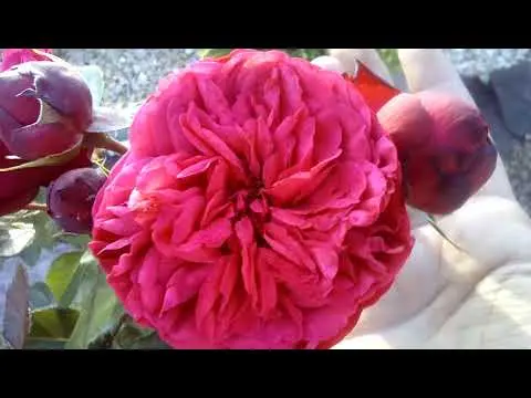 English peony spray rose Red Piano (Red Piano)