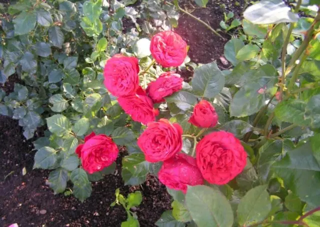 English peony spray rose Red Piano (Red Piano)