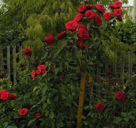 English peony spray rose Red Piano (Red Piano)