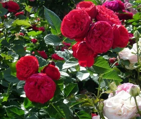 English peony spray rose Red Piano (Red Piano)