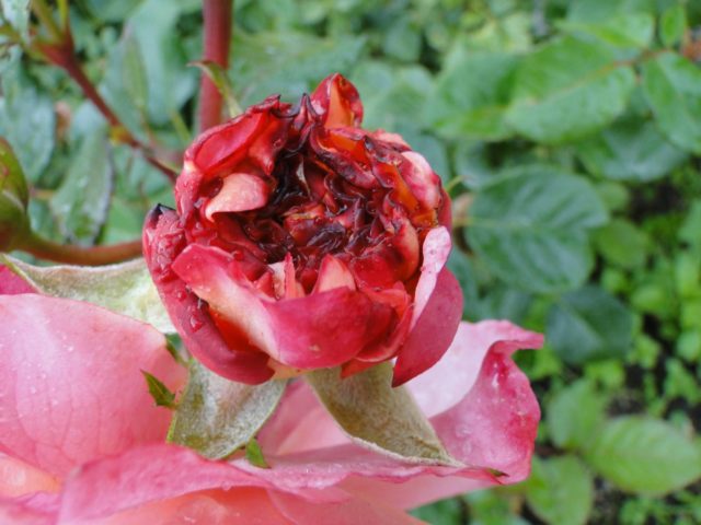 English polyanthus rose floribunda Leonardo da Vinci (Leonardo da Vinci)