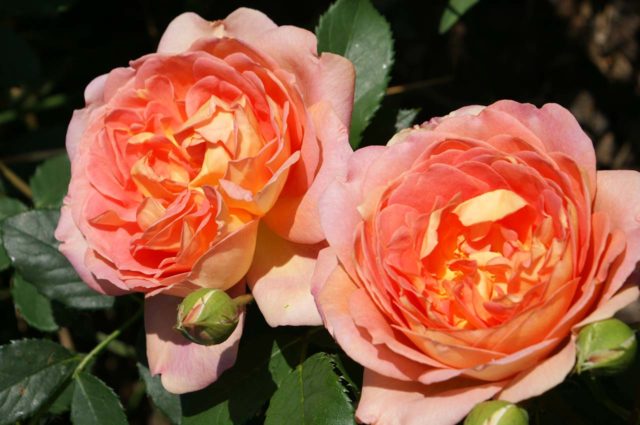 English rose Lady of Shalott (Lady of Shalott): photo and variety description