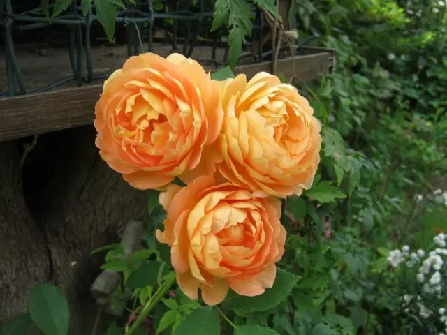 English rose Lady of Shalott (Lady of Shalott): photo and variety description