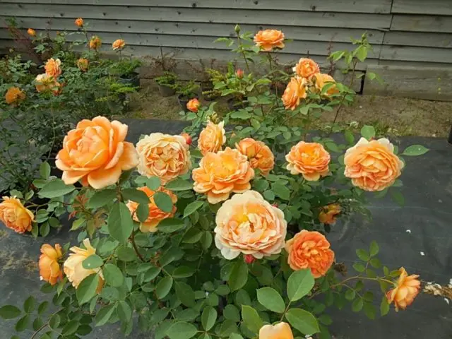 English rose Lady of Shalott (Lady of Shalott): photo and variety description