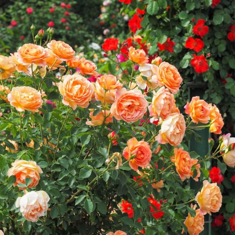 English rose Lady of Shalott (Lady of Shalott): photo and variety description