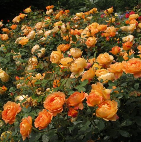 English rose Lady of Shalott (Lady of Shalott): photo and variety description