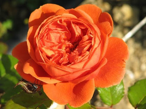 English rose Lady of Shalott (Lady of Shalott): photo and variety description