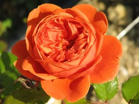 English rose Lady of Shalott (Lady of Shalott): photo and variety description