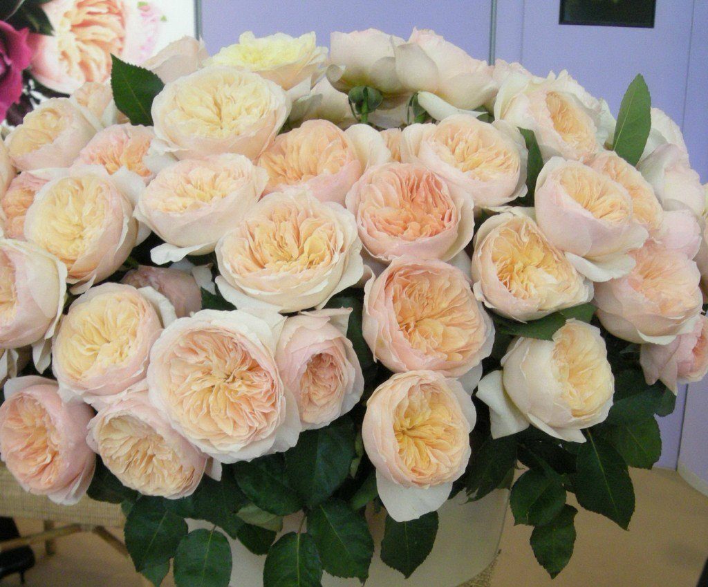 English roses: famous varieties and care for them