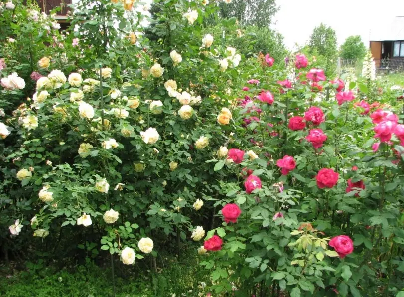 English roses: famous varieties and care for them