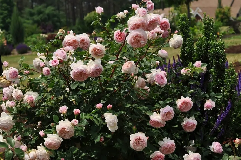 English roses: famous varieties and care for them