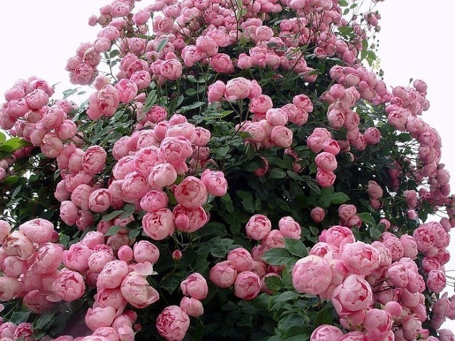 English roses: famous varieties and care for them