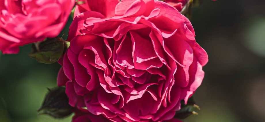 English roses: famous varieties and care for them