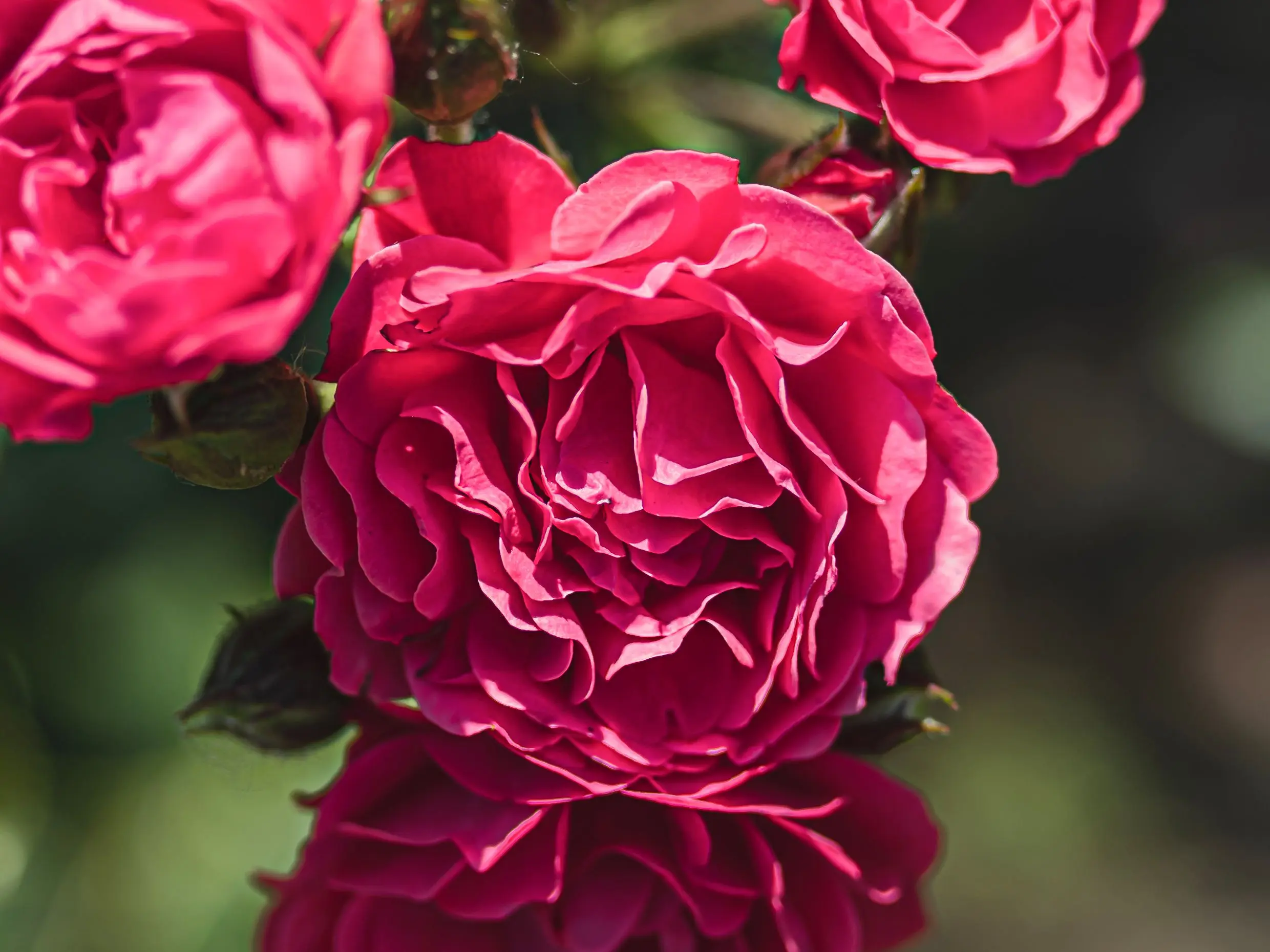 English roses: famous varieties and care for them