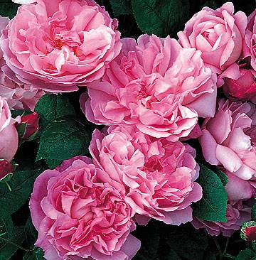 English roses in garden design + photo