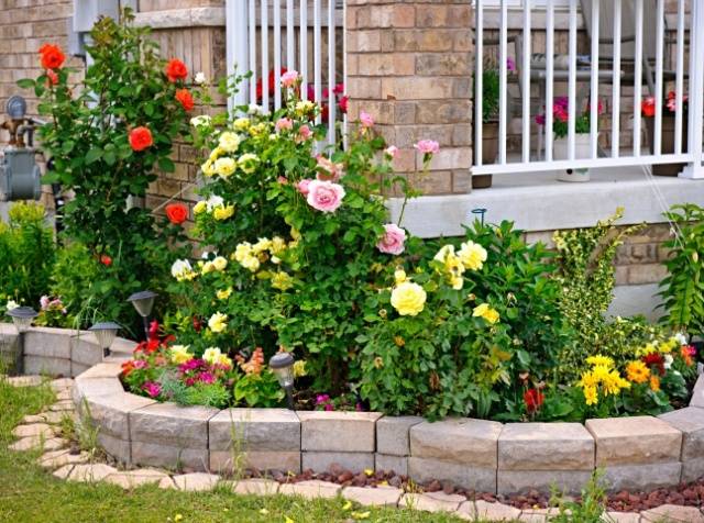 English roses in garden design + photo