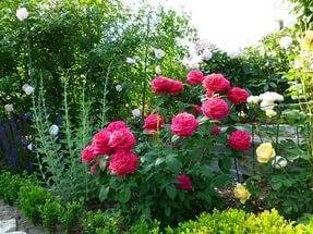 English roses in garden design + photo