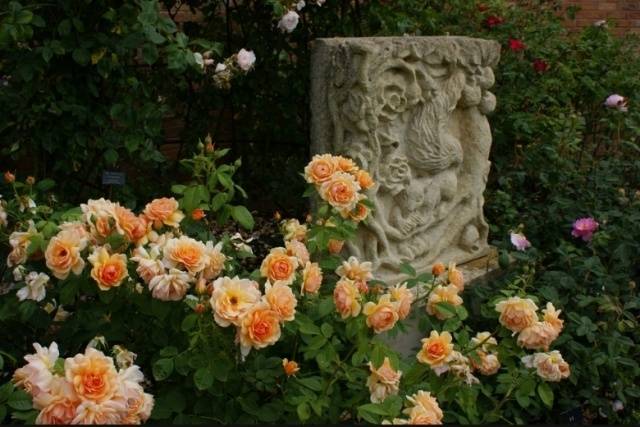 English roses in garden design + photo