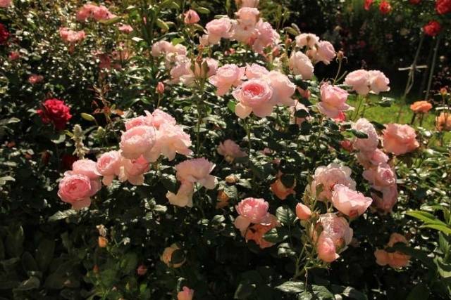 English roses in garden design + photo