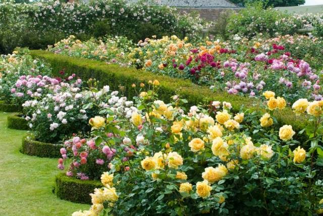 English roses in garden design + photo