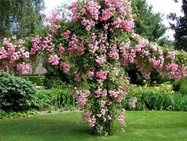 English roses in garden design + photo