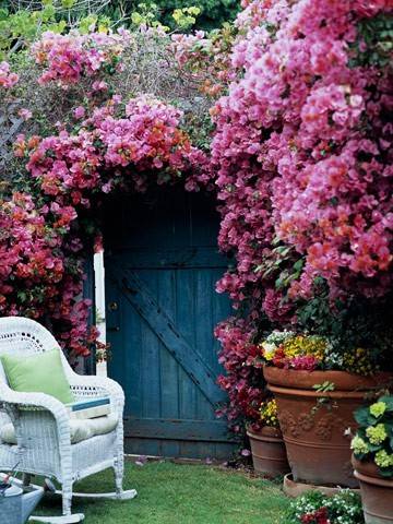 English roses in garden design + photo