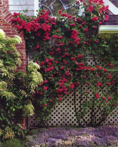 English roses in garden design + photo