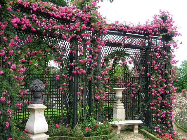 English roses in garden design + photo