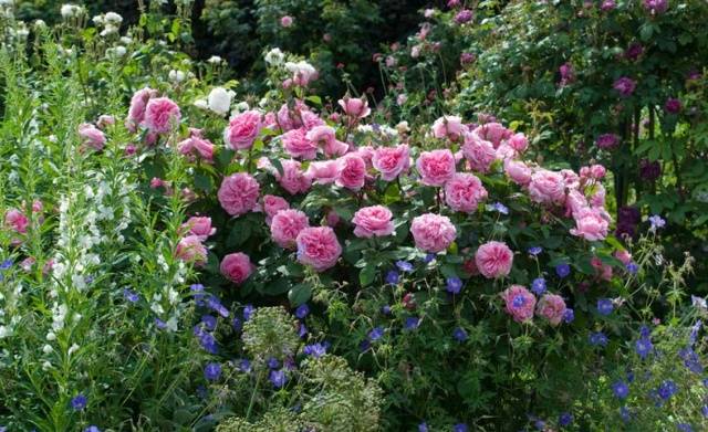 English roses in garden design + photo