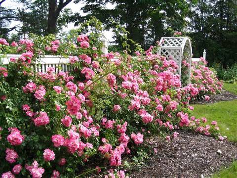 English roses in garden design + photo