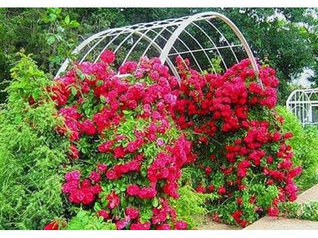 English roses in garden design + photo