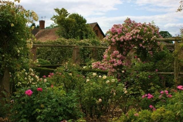 English roses in garden design + photo